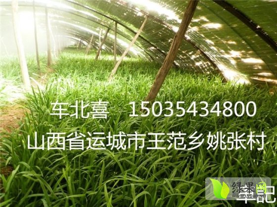 韭菜产地最新价格，科技引领绿色革命，智能生活新篇章开启