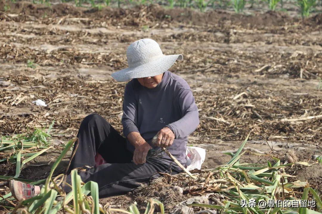 丰县蒜薹价格动态，智能预测引领行业变革，科技引领新生活新篇章