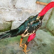 斗鸡论坛最新版聚焦要点探讨与体验分享分享平台