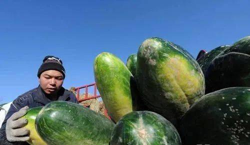海南冬瓜行情概览与动态分析
