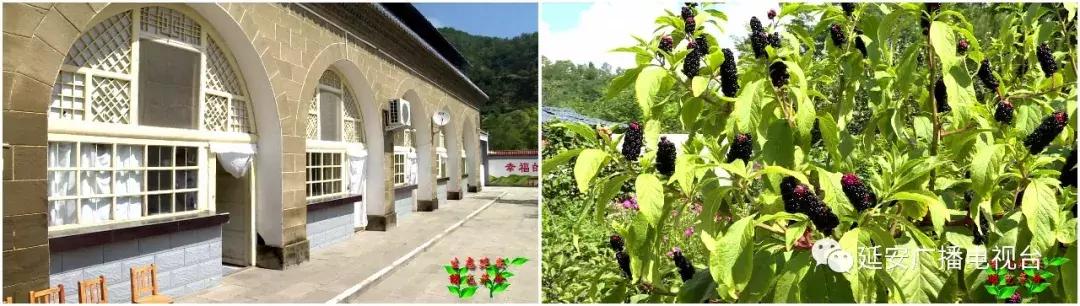 槐树最新价格行情更新
