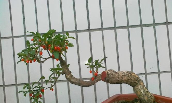 最新枸杞盆栽，绿色时尚中的一股清流之美